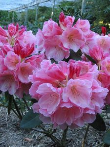 Rhodo Mt Loma Prieta